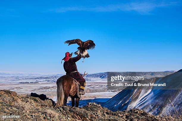 mongolia, bayan-olgii, eagle hunter - hobby bird of prey fotografías e imágenes de stock
