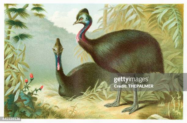 cassowary bird engraving 1892 - cassowary stock illustrations