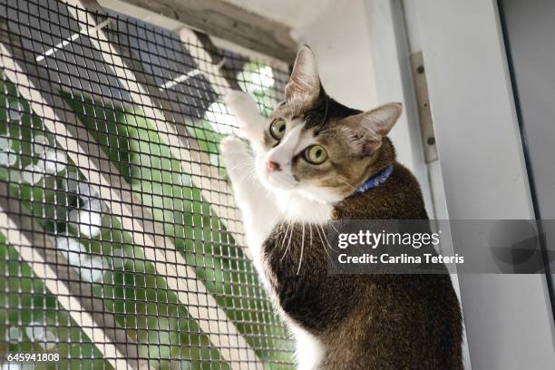 cat caught climbing up a meshed door - caught in the act stock pictures, royalty-free photos & images