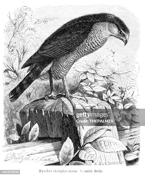 eurasian sparrowhawk engraving 1892 - sparrowhawk stock illustrations