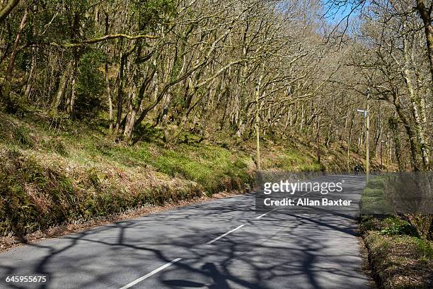 road meandering through exmoor forest - exmoor winter stock pictures, royalty-free photos & images