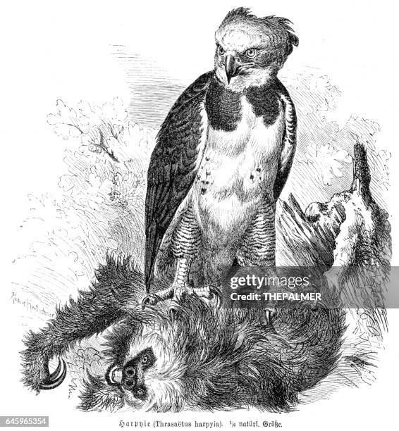 鷹身女妖鷹雕刻 1892 - harpy eagle 幅插畫檔、美工圖案、卡通及圖標