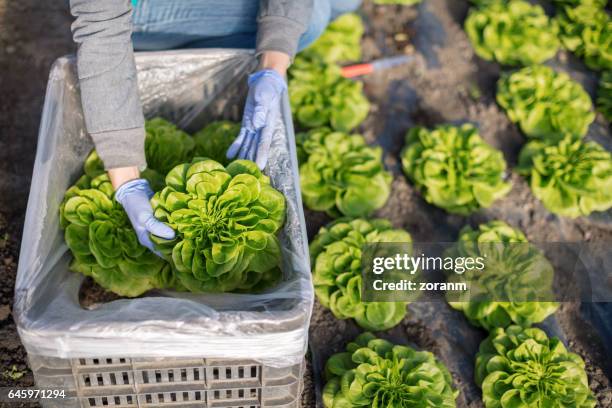 packing lettuce in bin - butterhead lettuce stock pictures, royalty-free photos & images