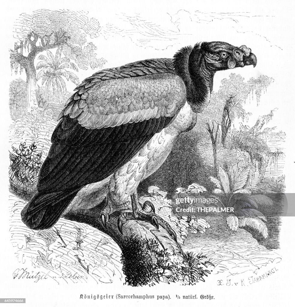 Buitre rey grabado 1892