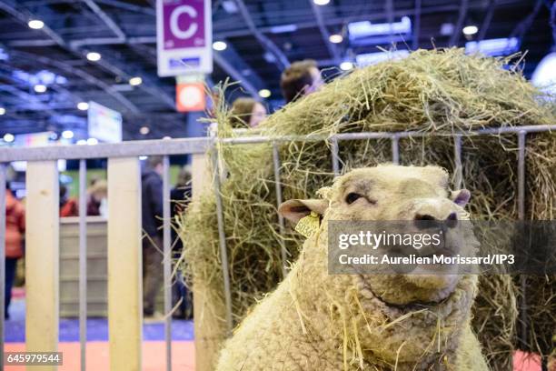 General view on the livestock that await the visit of the public at the fair of Agriculture at Paris Expo Porte de Versailles on February 27, 2017 in...