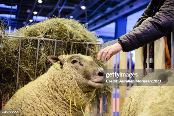 General view on the livestock that await the visit of the public at the fair of Agriculture at Paris Expo Porte de Versailles on February 27, 2017 in...
