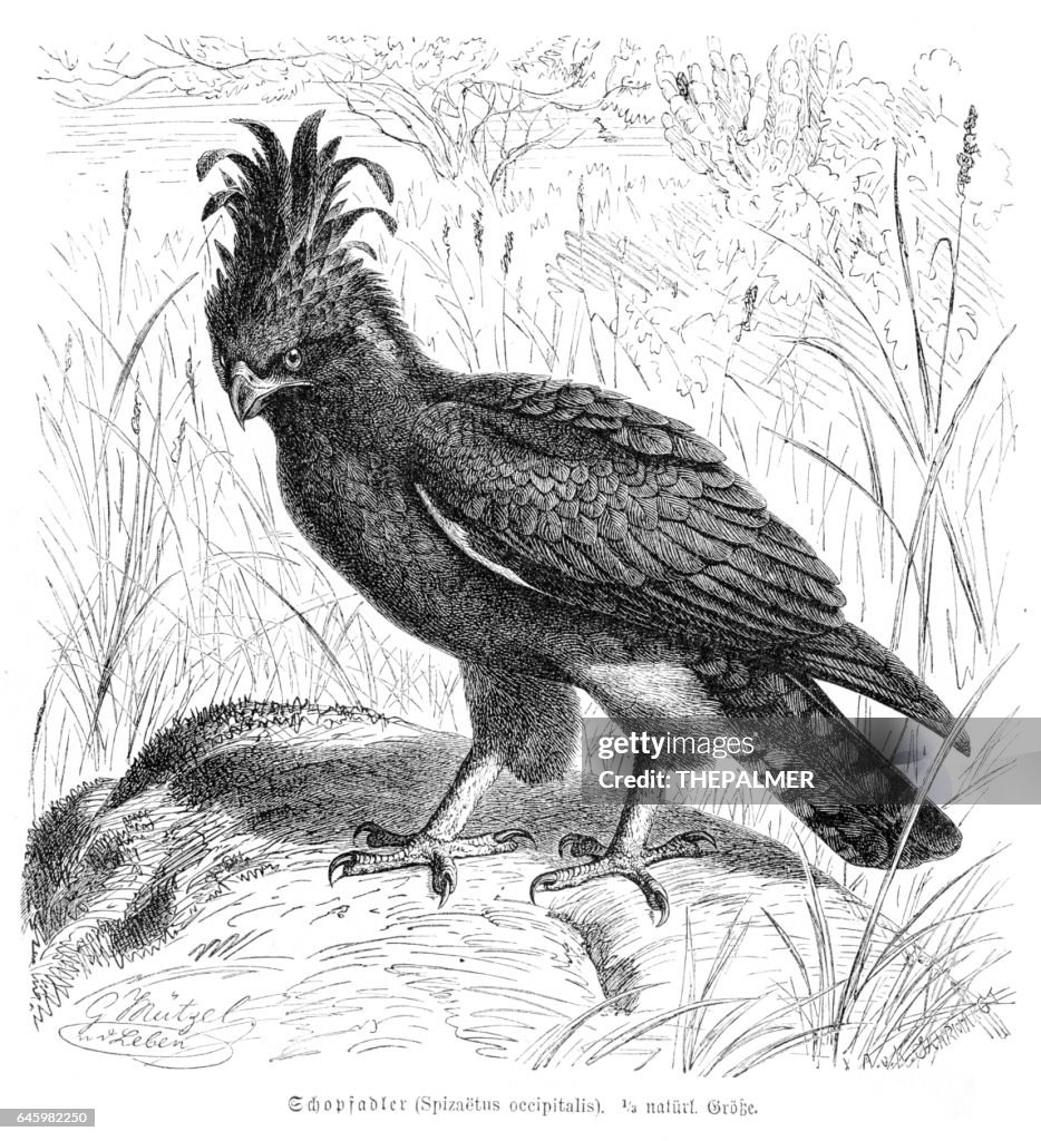 Long Crested Eagle engraving 1892