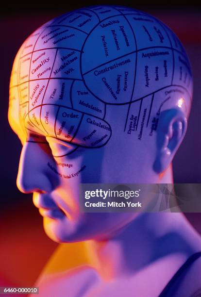 phrenology head - phrenologie stock-fotos und bilder