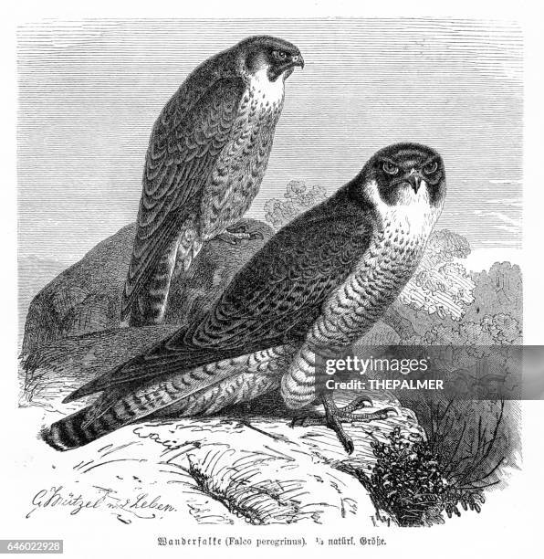 peregrine falcon gravur 1892 - peregrine falcon stock-grafiken, -clipart, -cartoons und -symbole