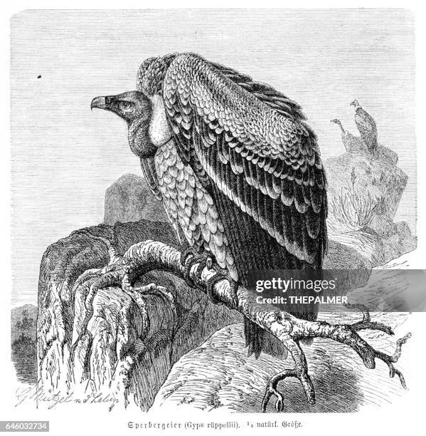 ruppell's vulture engraving 1892 - ruppells vulture stock illustrations