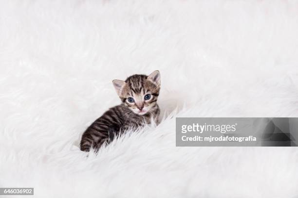 only three weeks old. - mjrodafotografia stock pictures, royalty-free photos & images