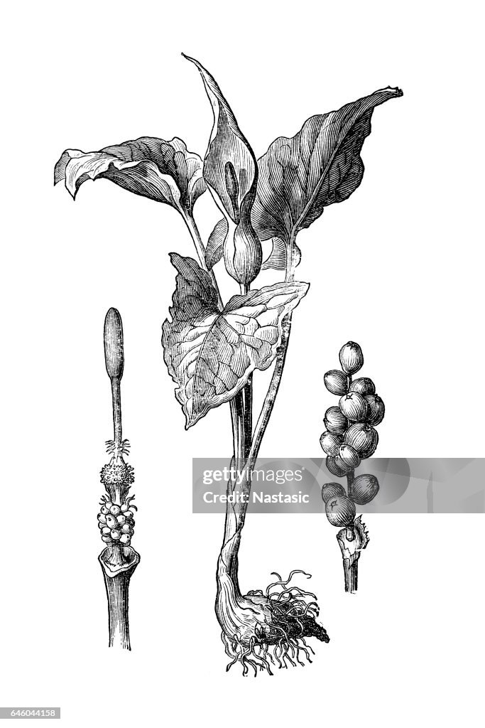 Snakeshead, adder's root, arum (Arum maculatum)