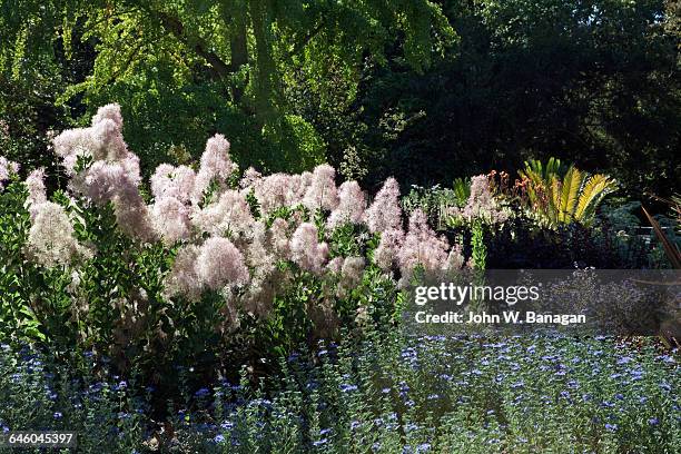 Botanic Rnm 1,192 Melbourne Botanic Gardens Stock Photos, High-Res Pictures, and ...