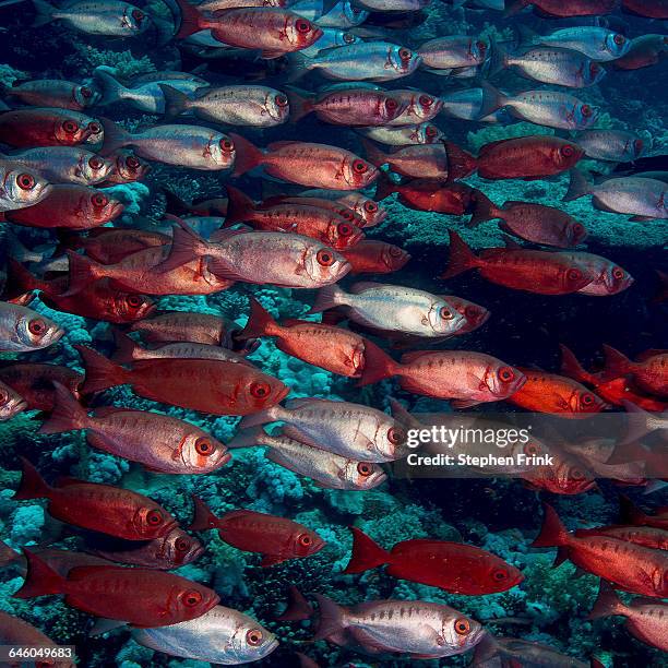 260 Goggle Eye Fish Stock Photos, High-Res Pictures, and Images - Getty ...