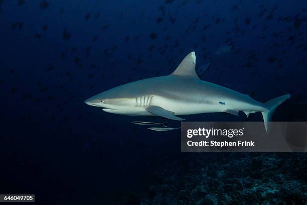 majesty in the shark family. - silver shark stock pictures, royalty-free photos & images