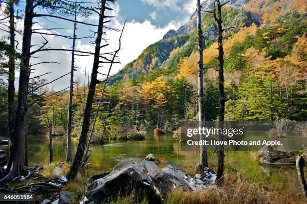 kamikochi autumn scenery - japanese larch stock pictures, royalty-free photos & images