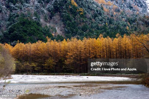 kamikochi autumn scenery - japanese larch stock pictures, royalty-free photos & images