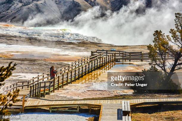 yellowstone national park,wyoming,usa - mammoth hot springs fotografías e imágenes de stock