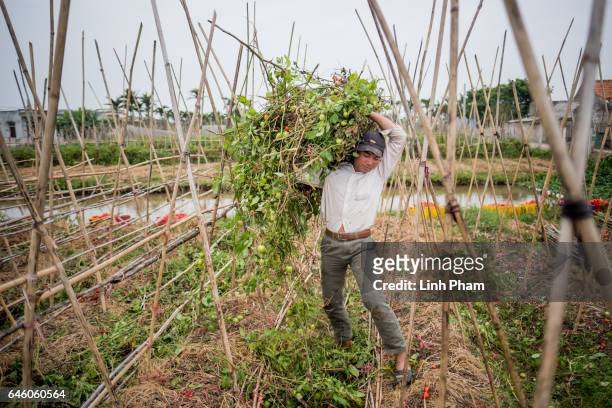Doan Van Binh elder brother of Doan Thi Huong, harvests tomatoes next to Huong's family home on February 27, 2017 in Nghia Binh, a village 130km from...