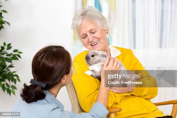 terapia de animais de estimação-mulher idosa com coelho - animal welfare - fotografias e filmes do acervo