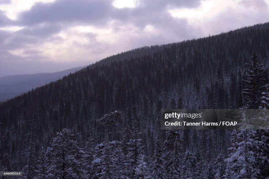 View of forest