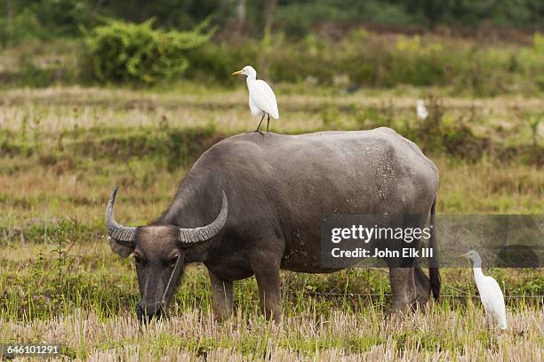 water buffalo with bird on back - bufalo indiano foto e immagini stock