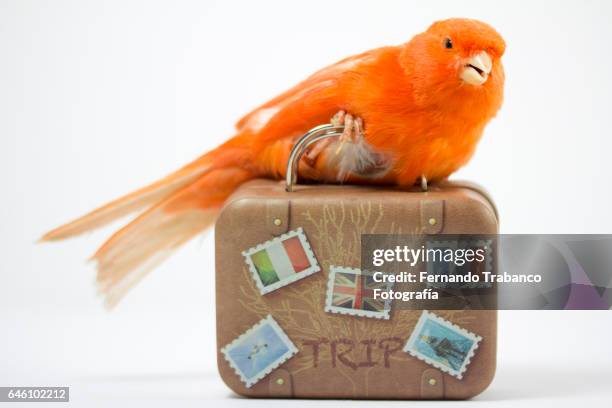 bird carrying a suitcase to go on vacation - animals on plane bildbanksfoton och bilder