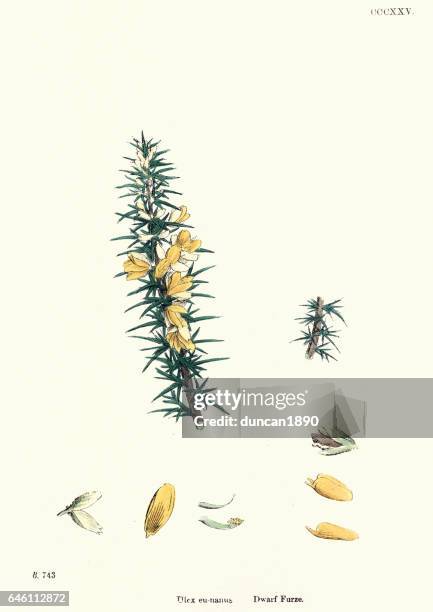 natural history - plants - ulex eu-nanus or dwarf furze - gorse stock illustrations