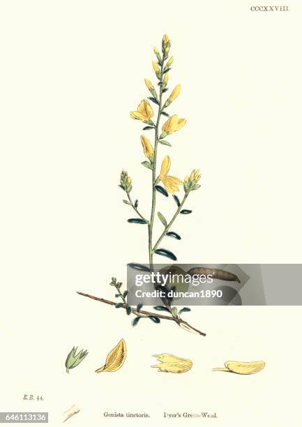 stockillustraties, clipart, cartoons en iconen met natural history - planten - genista tinctoria dyer van greenweed - waxenstein