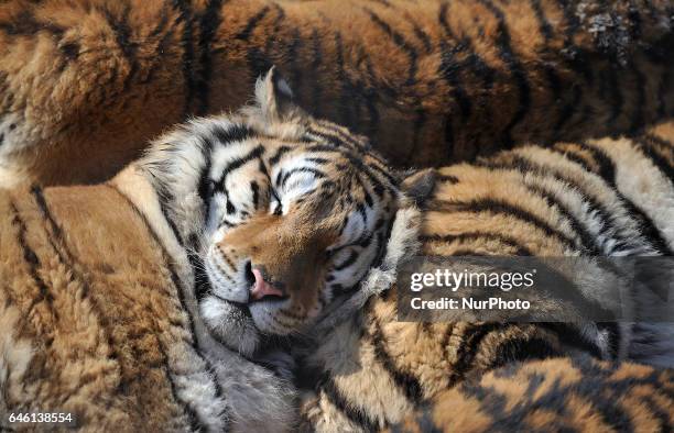 Siberian tiger lies at the Siberian Tiger Park on February 28, 2017 in Harbin, China. The Siberian Tiger Park was built in 1996, located on the north...