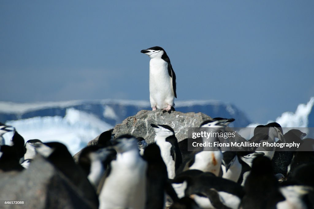 Penguin Patrol