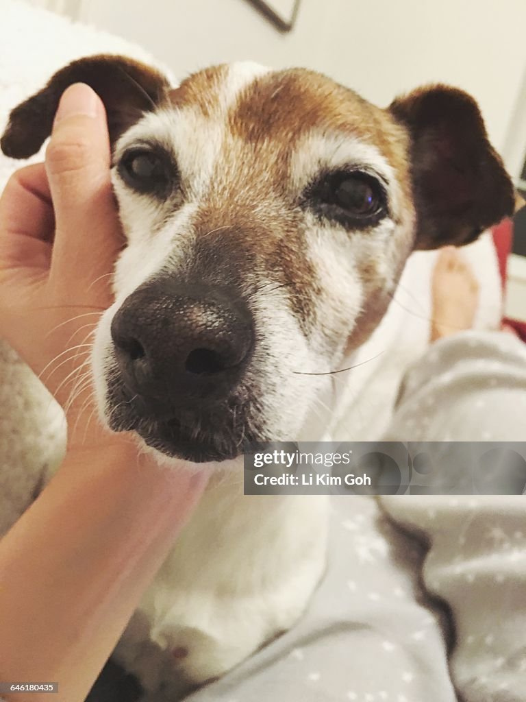 Caring for Your Pets - POV