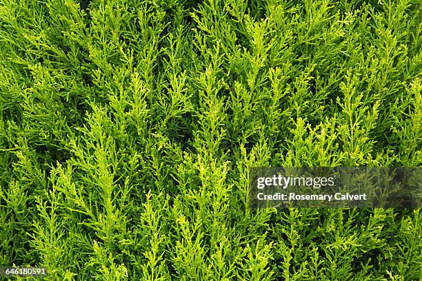 interesting textures - leylandii stock pictures, royalty-free photos & images