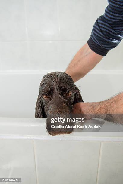 caring for your pets - pov - abdul kadir audah stock pictures, royalty-free photos & images