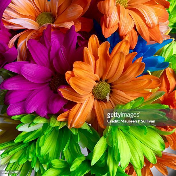color stories: rainbow - false daisy stock pictures, royalty-free photos & images