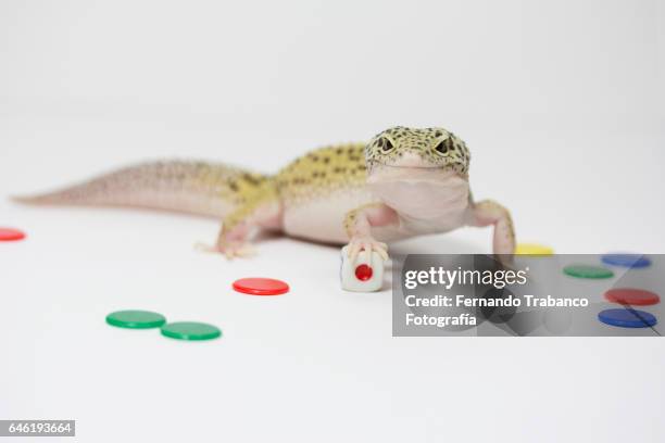 lizard throws a dice and number one - goblet cell stock pictures, royalty-free photos & images