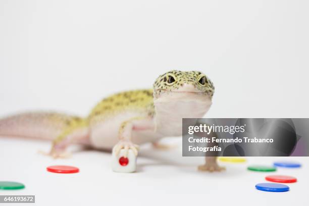 lizard throws a dice and number one - goblet cell stock pictures, royalty-free photos & images