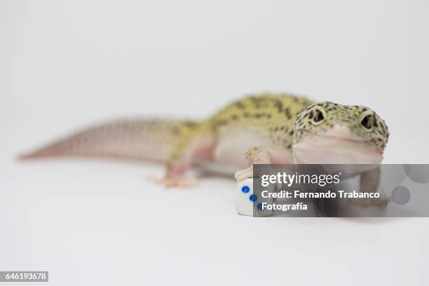 lizard throws a dice and number three - goblet cell stock pictures, royalty-free photos & images