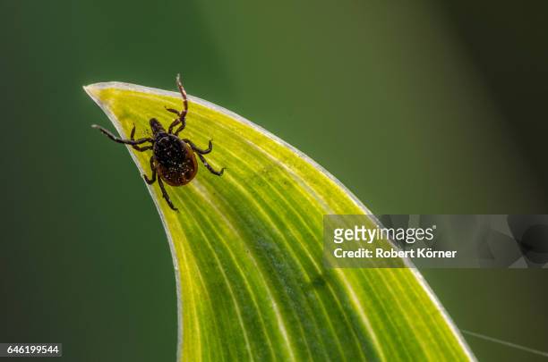 a tick in the garden trying to get on a carrier - tick animal stock pictures, royalty-free photos & images