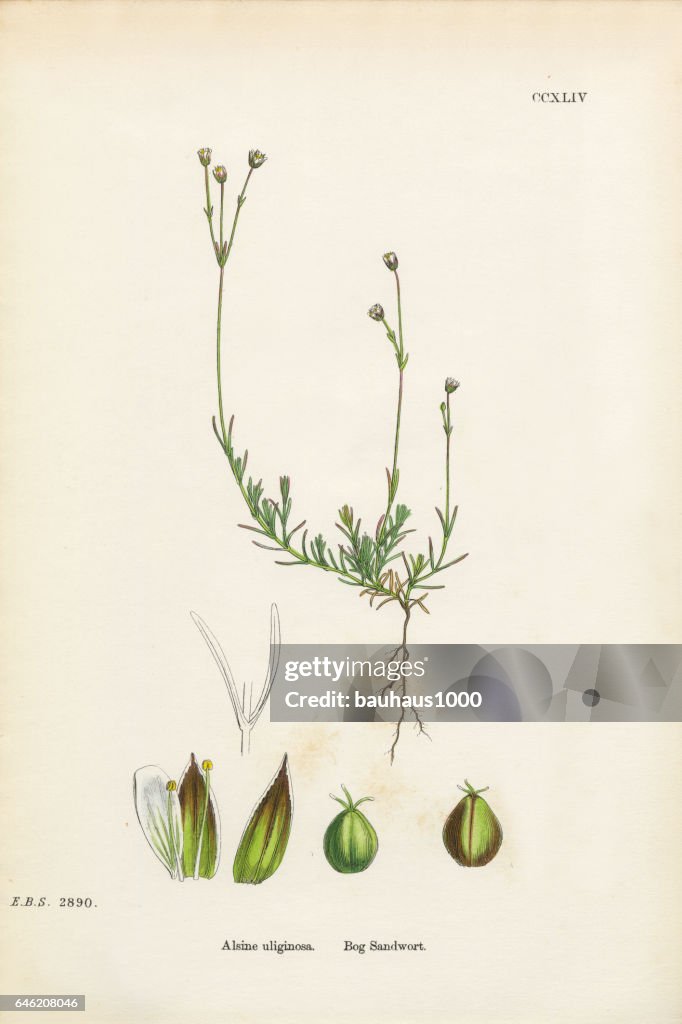 BOG de arenaria, álsine Ulifinoas, victoriano ilustración botánica, 1863