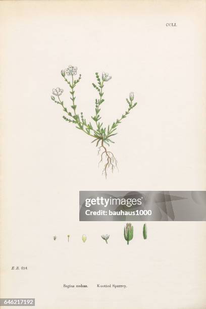 ilustraciones, imágenes clip art, dibujos animados e iconos de stock de morisonii anudado, sagina nodosa, victoriano ilustración botánica, 186 - sandwort