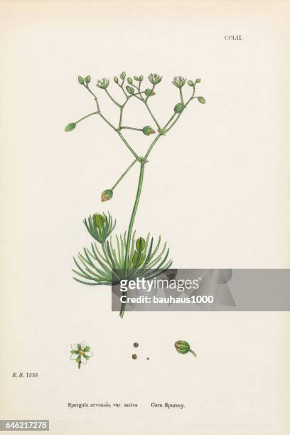 ilustrações, clipart, desenhos animados e ícones de milho spurrey, spergula arvensis, ilustração botânica vitoriana, 1863 - chickweed
