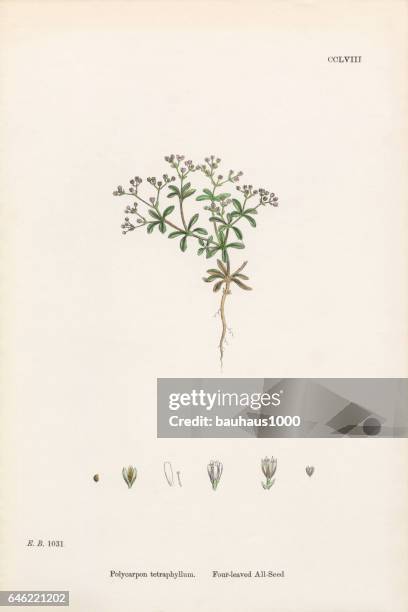 ilustraciones, imágenes clip art, dibujos animados e iconos de stock de todos de cuatro hojas-semilla, polycarpon tetraphyllum, victoriano ilustración botánica, 1863 - sandwort