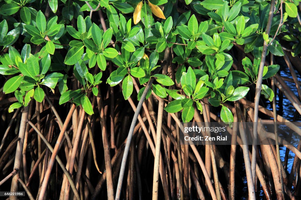 Red Mangrove - Rhizophora mangle close-up - Florida, USA