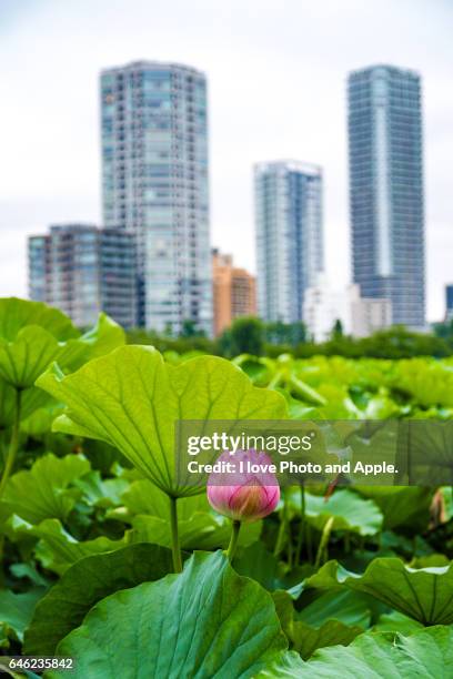 lotus flowers at shinobazu-no-ike - shinobazu pond stock pictures, royalty-free photos & images