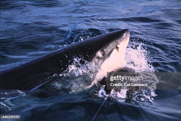 great white shark attack on seal decoy - shark attack stock-fotos und bilder