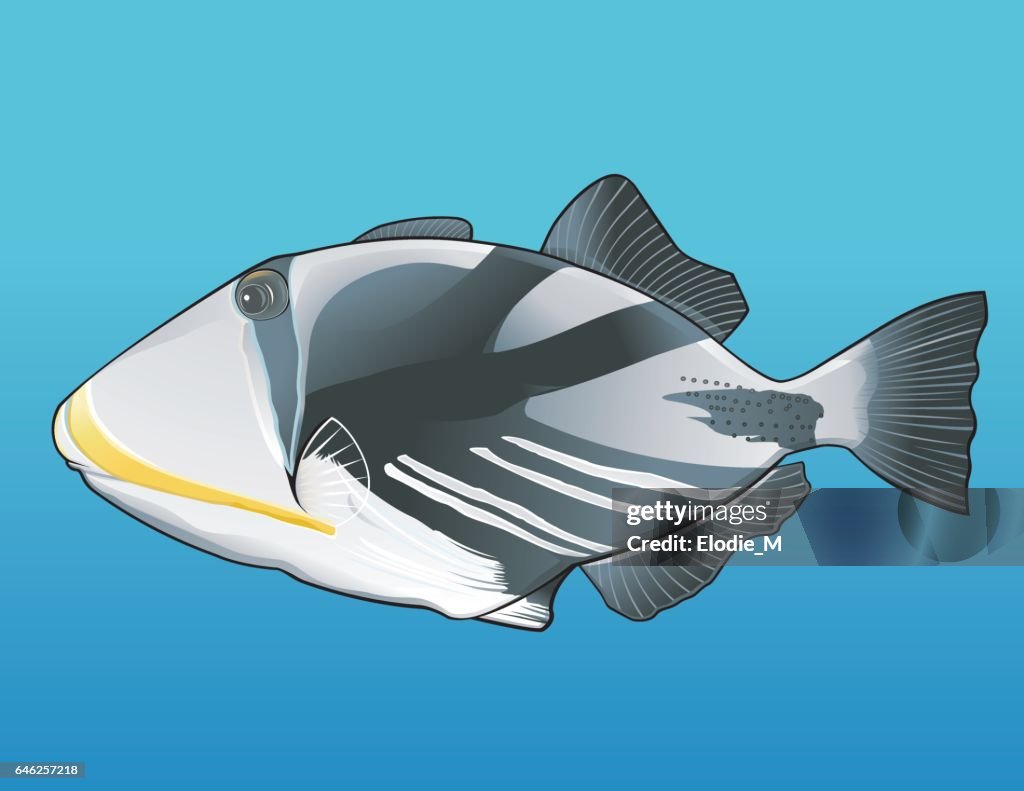 Picasso Triggerfish