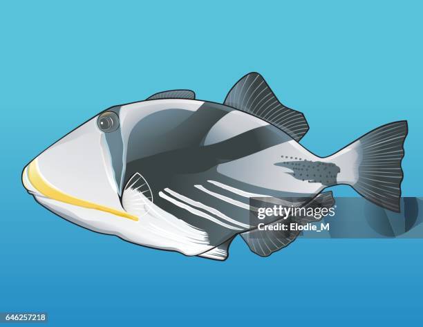 picasso triggerfish - picasso stock illustrations