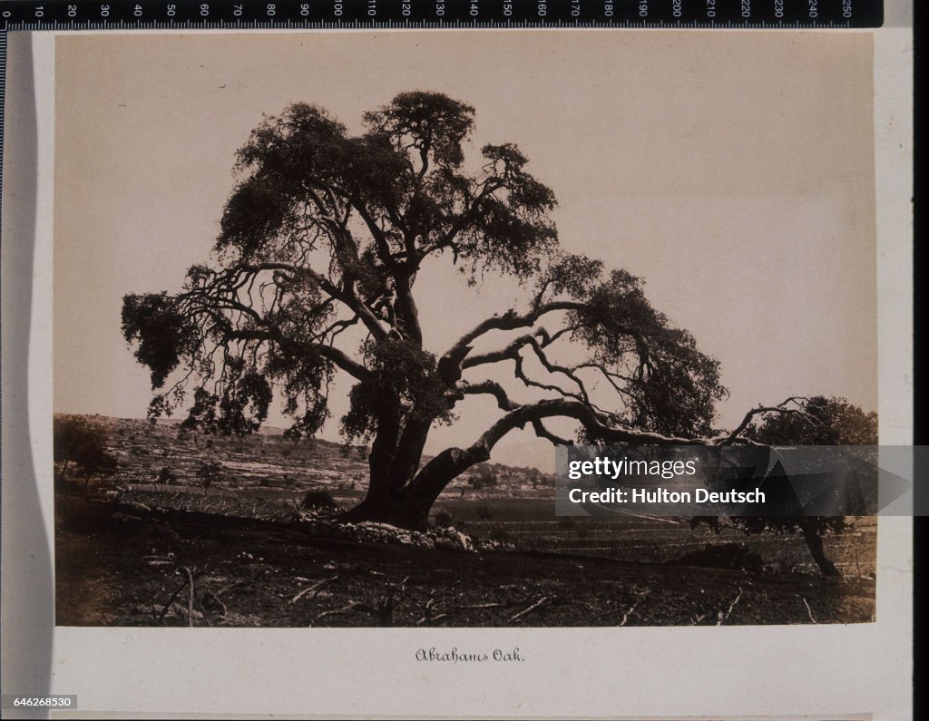 The Oak of Mamre, or Abraham's Oak,near Hebron