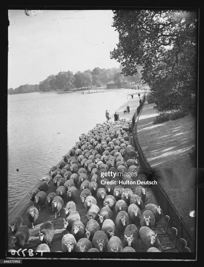 Flock of Sheep in Hyde Park